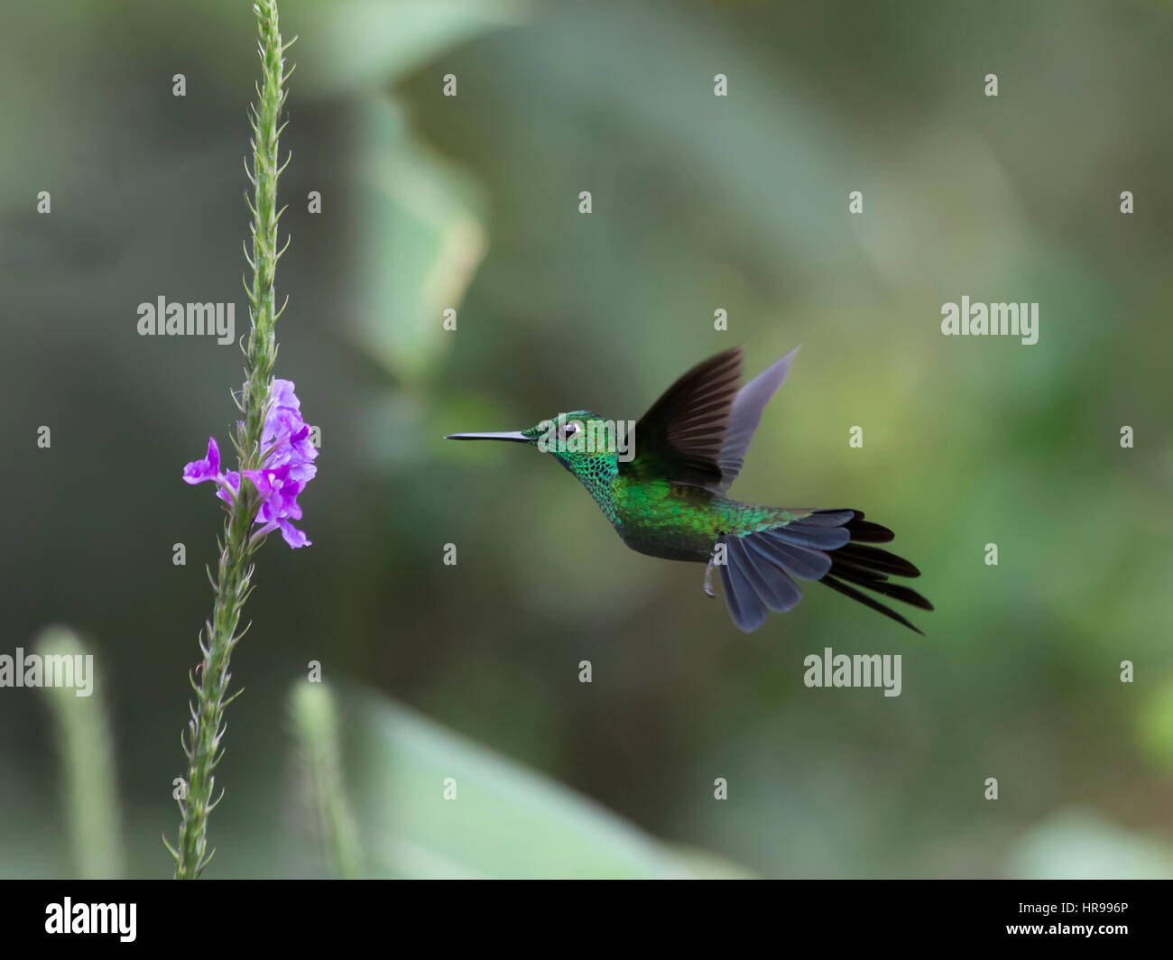 Male Greencrowned Brilliant Hummingbird in flight eating nectar Stock
