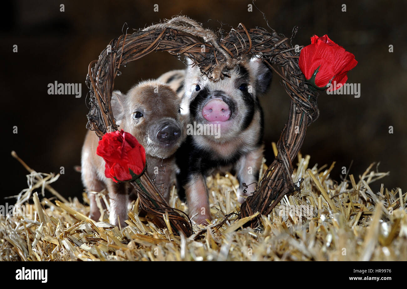 Love is in the air for St Valentine's Day at Smithills Open Farm in Bolton, Lancashire. Cute new born piglets Peppa and George cuddle up under a Valen Stock Photo
