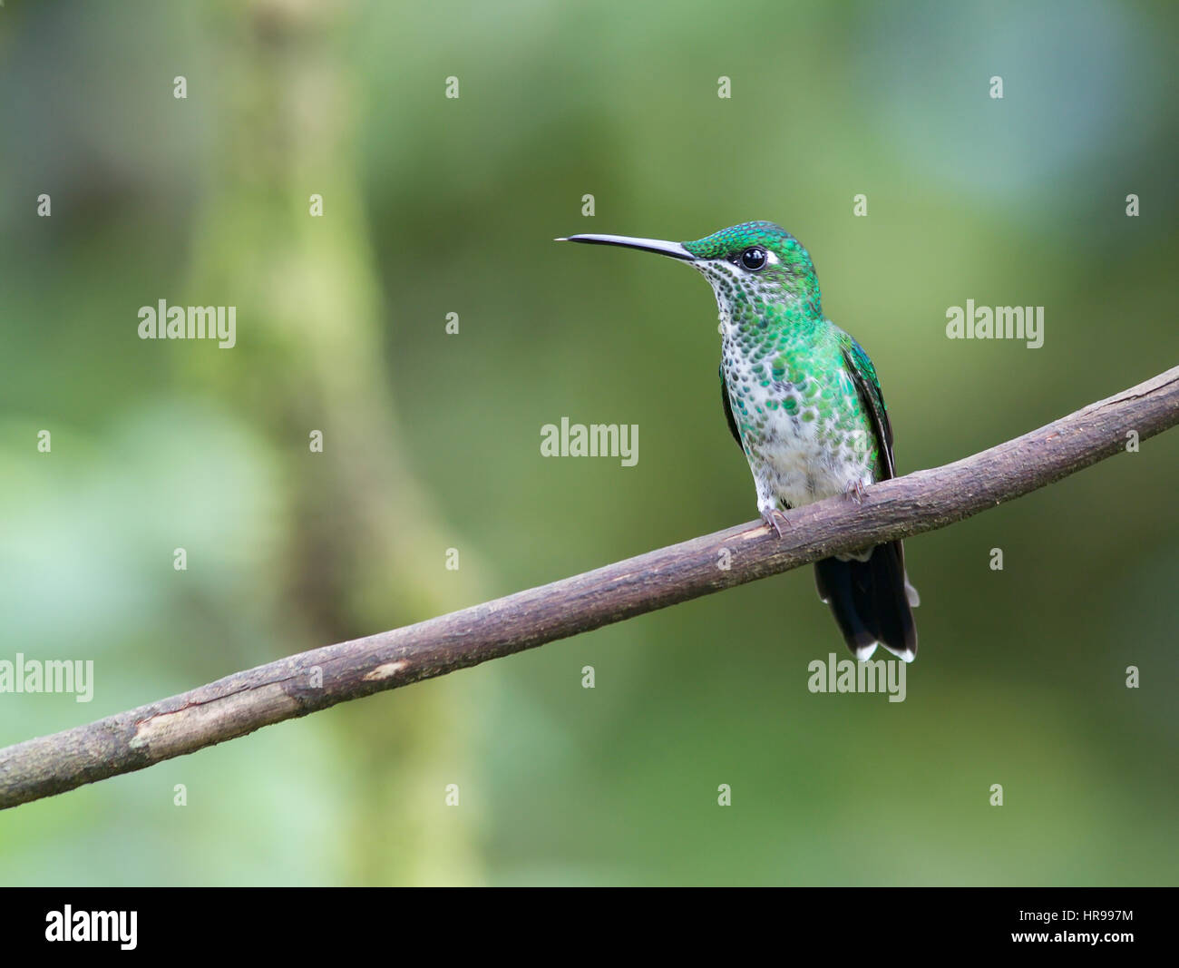 Female Green-crowned Brilliant Hummingbird perched on a branch Stock Photo