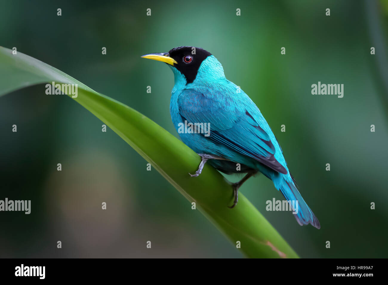 Perched Green Honeycreeper Stock Photo