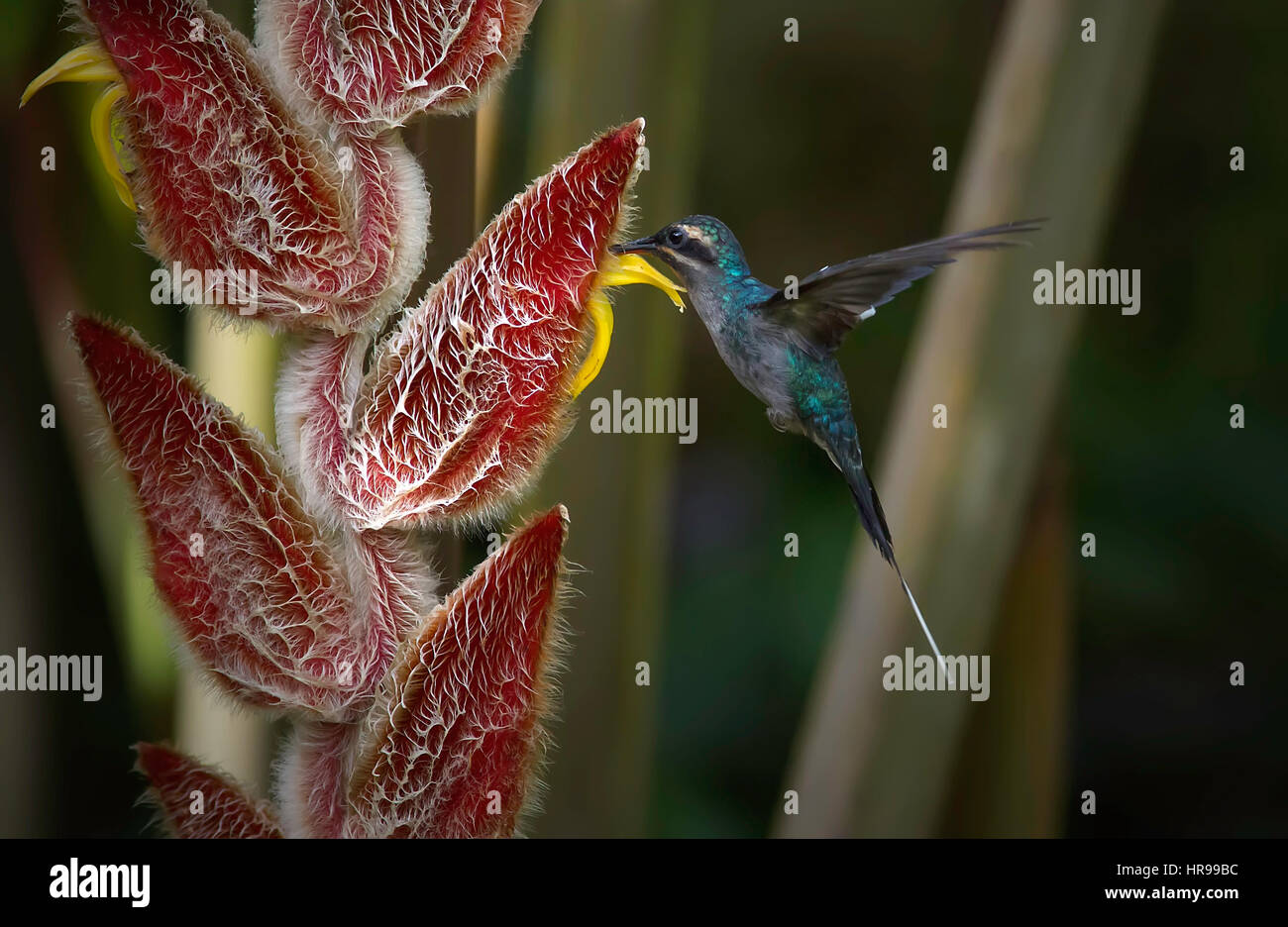 Female Green Hermit in flight eating nectar from a Heliconia flower Stock Photo