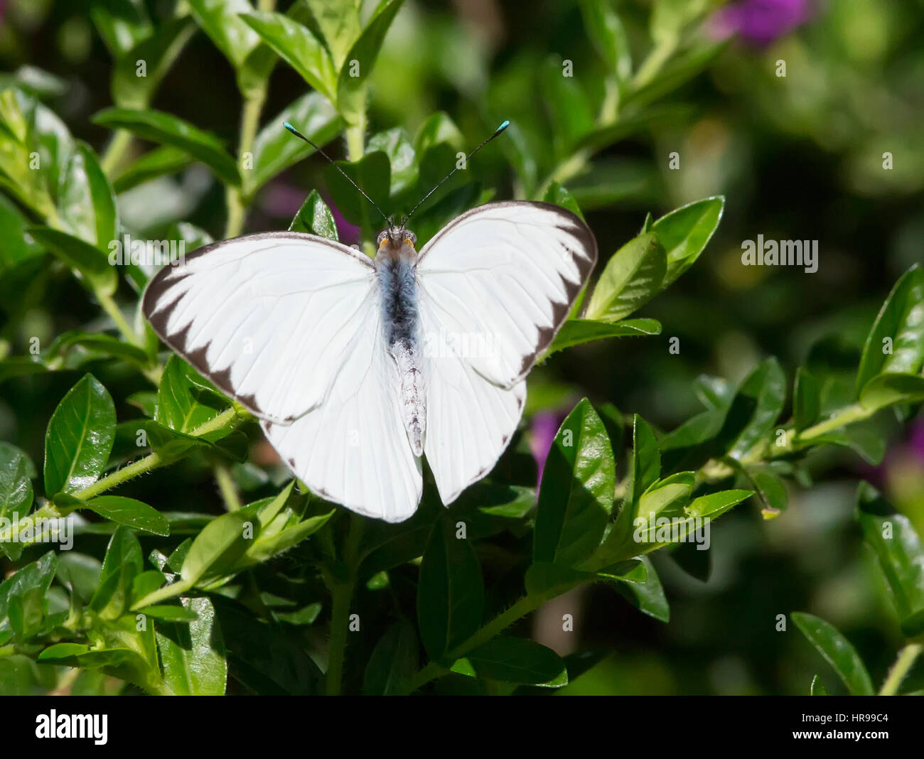Great Southern White Butterfly wings spread wide Stock Photo