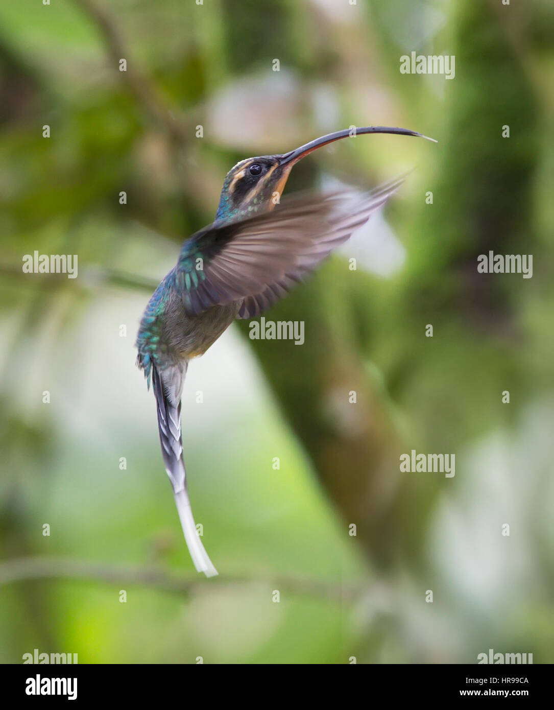 Green Hermit Hummingbird Female in flight hovering in the air Stock Photo