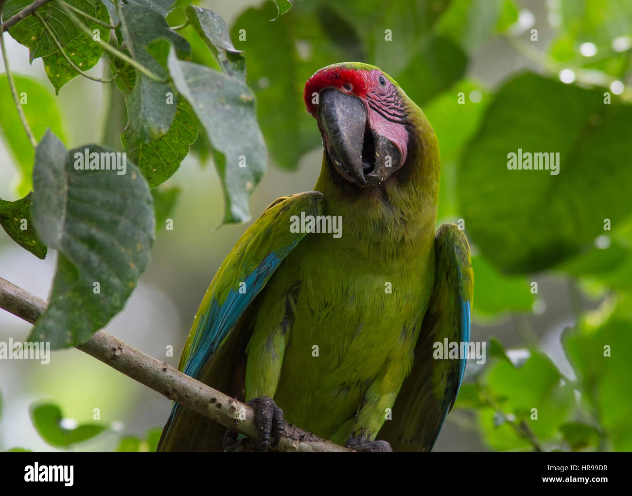 Portrait of a Great Green Macaw Stock Photo