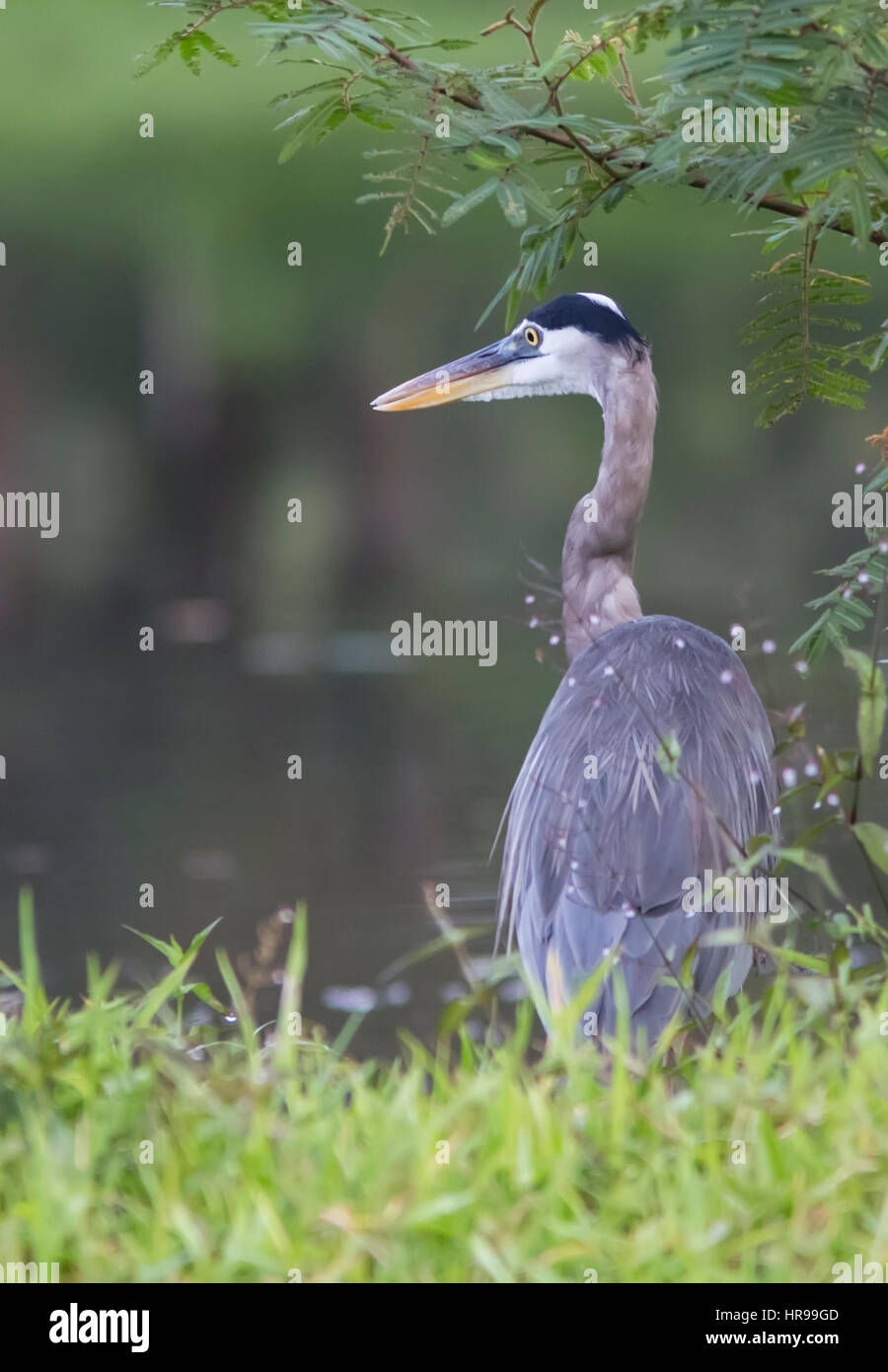 Great Blue Heron at the side of a lake Stock Photo