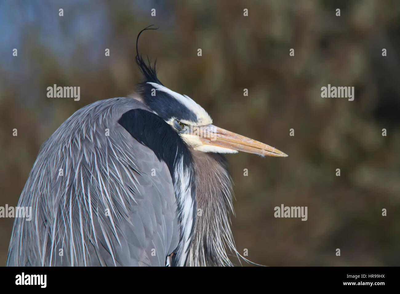 Portrait of a Great Blue Heron with the wind blowing his tassle Stock Photo