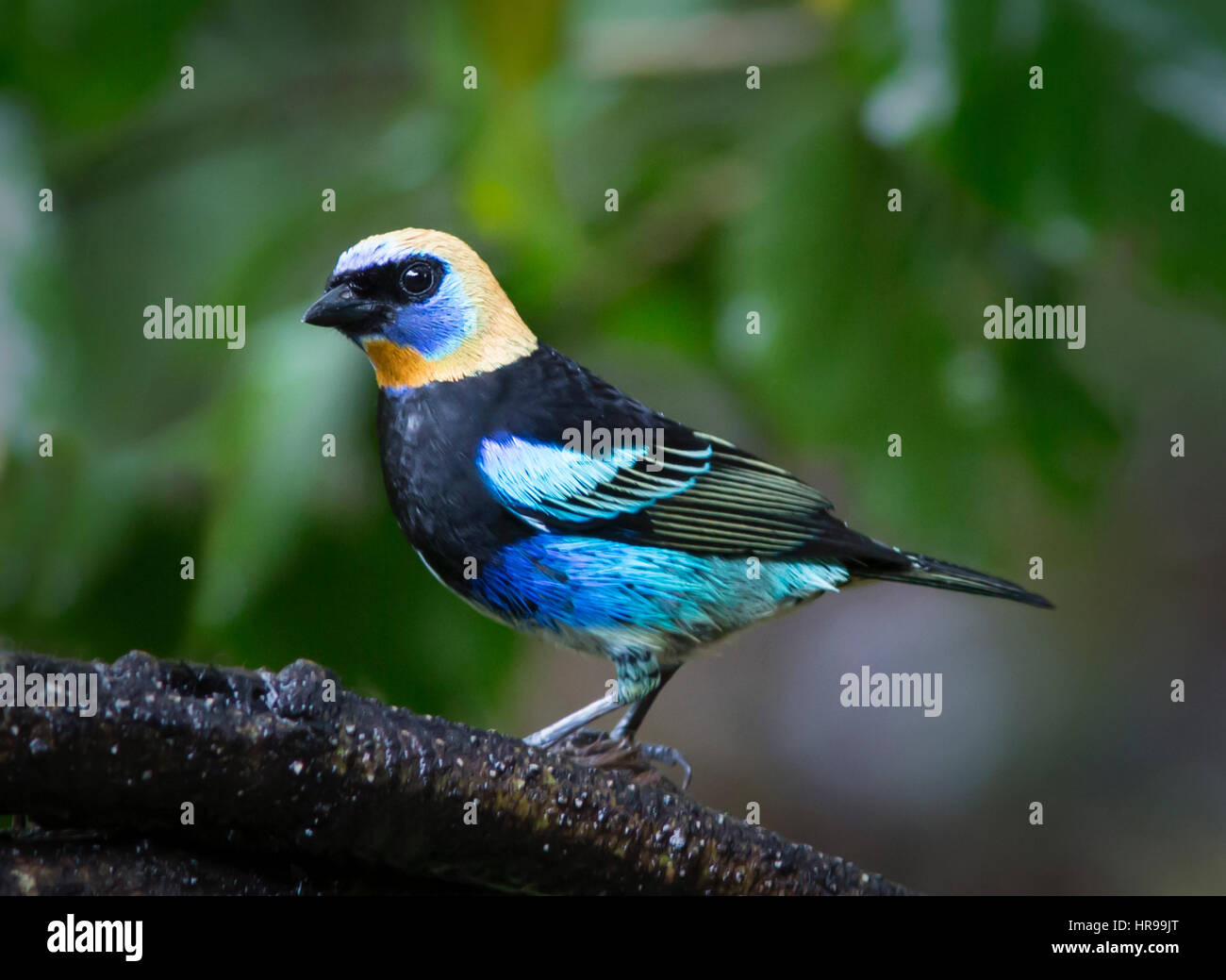 Perched Goden-hooded Tanager Stock Photo