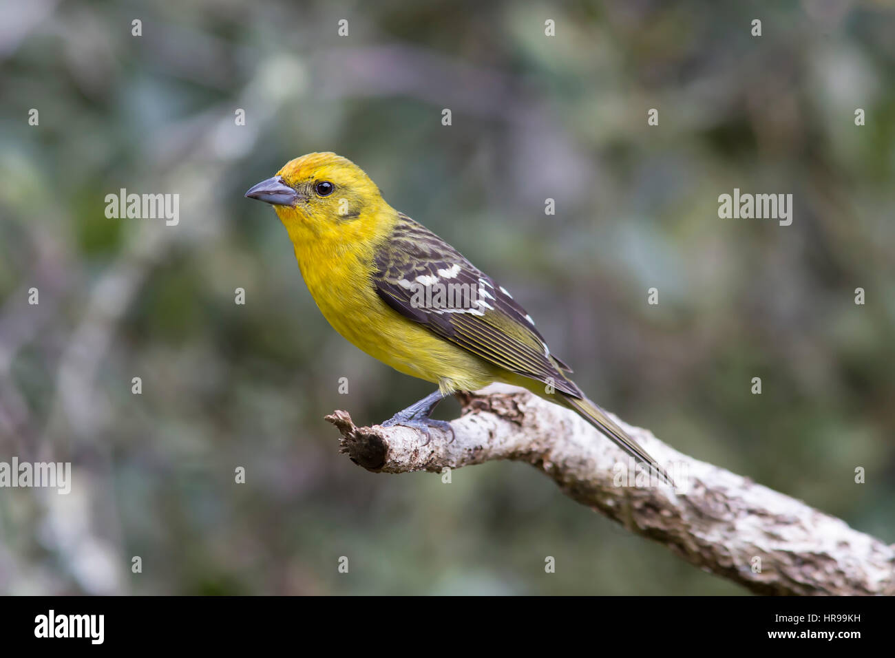 Female Flame-colored Tanager perched on a branch Stock Photo