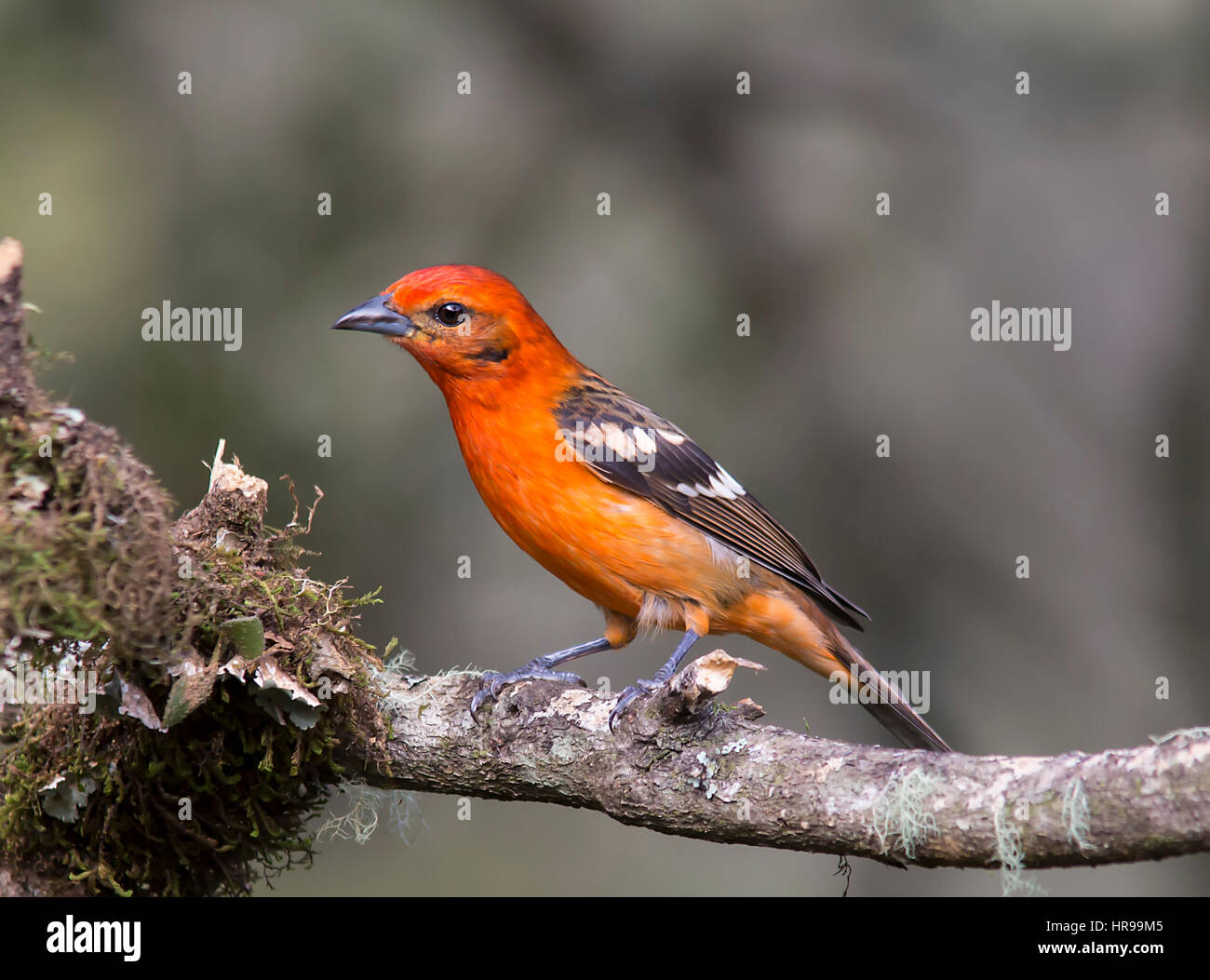 Flame-colored Tanager perched on a branch Stock Photo