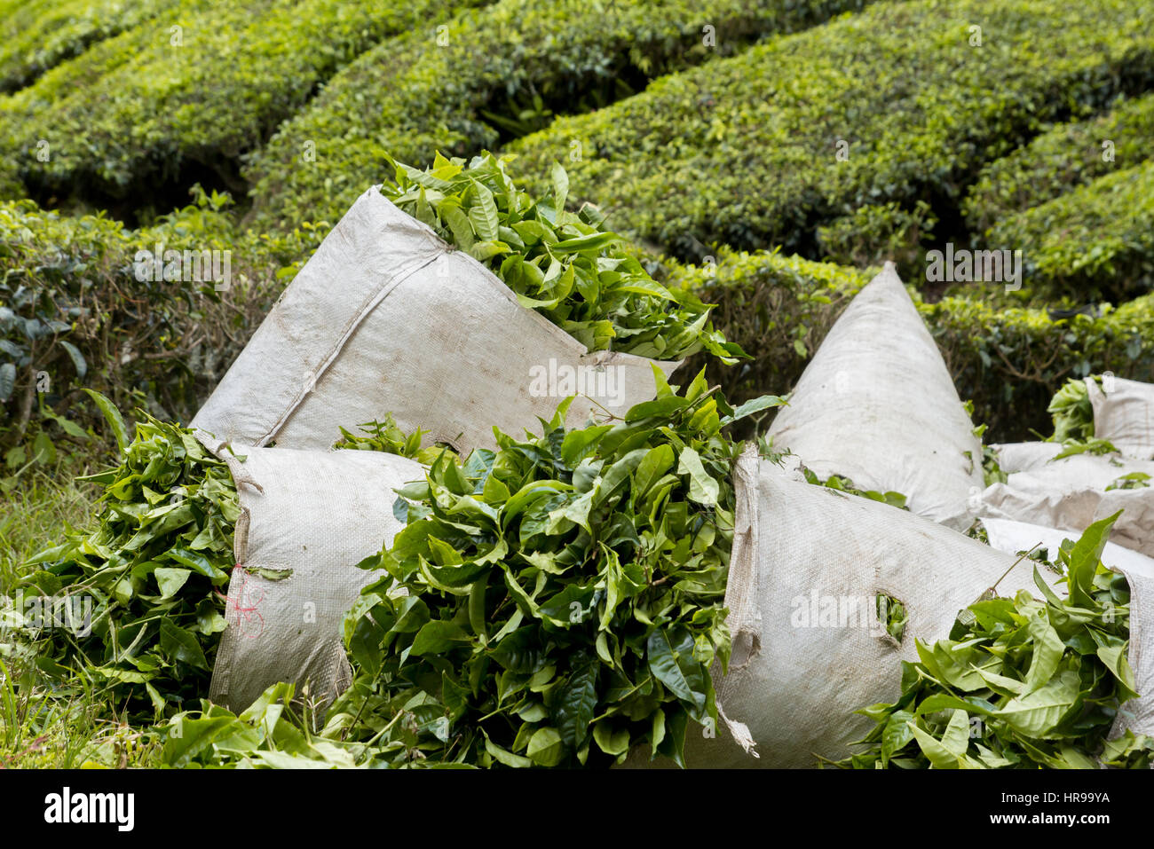 Bags of leaves hires stock photography and images Alamy