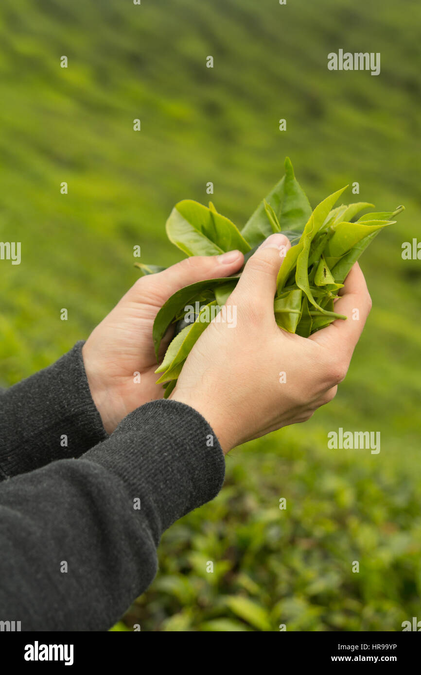 closeup of hand holding fresh tea leaves on tea plantation Stock Photo
