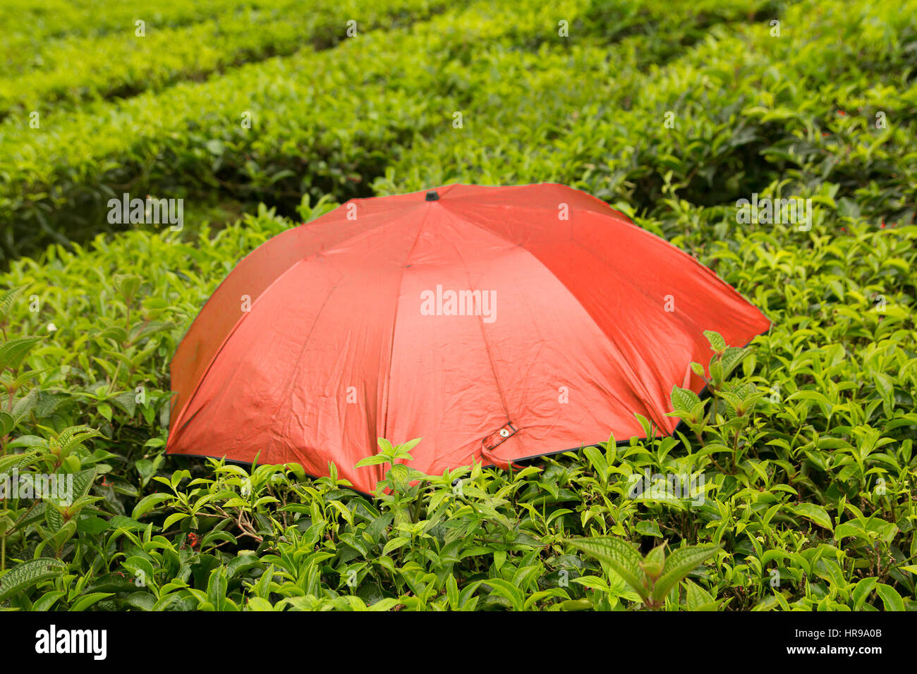 red umbrella in tea bush Stock Photo
