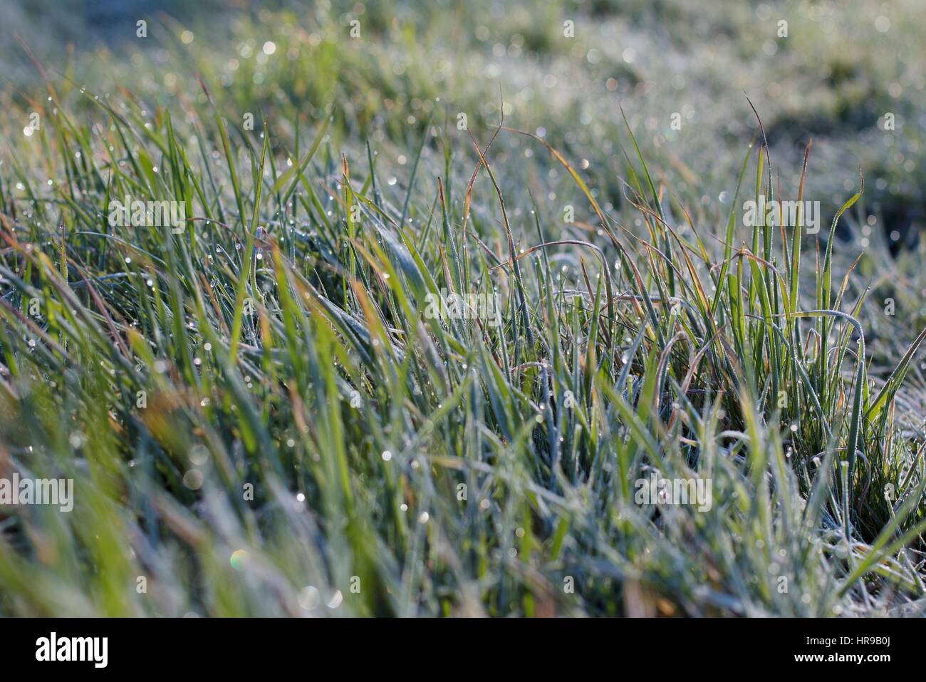 Frost and dew drops on long grass, close up. Stock Photo