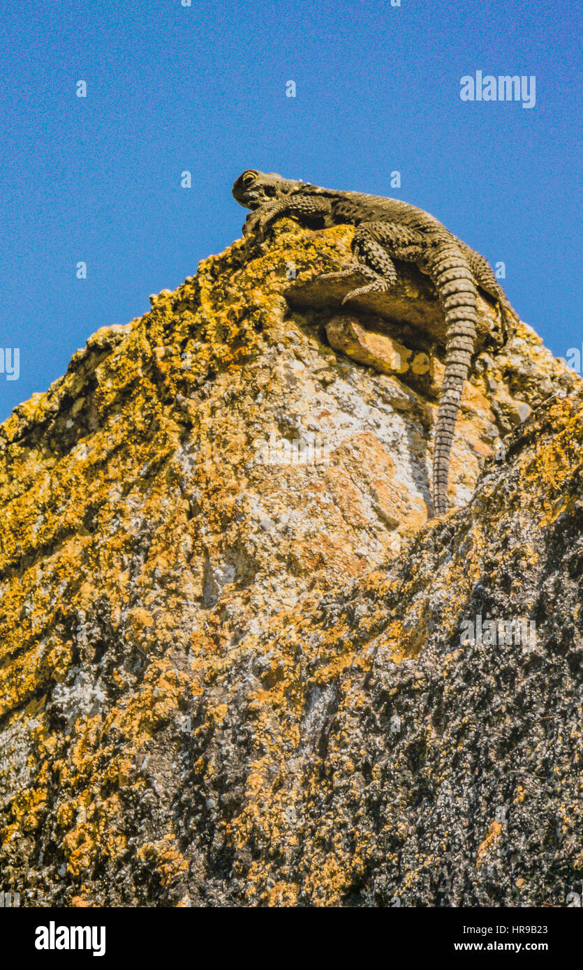 big lizard on chimney Stock Photo