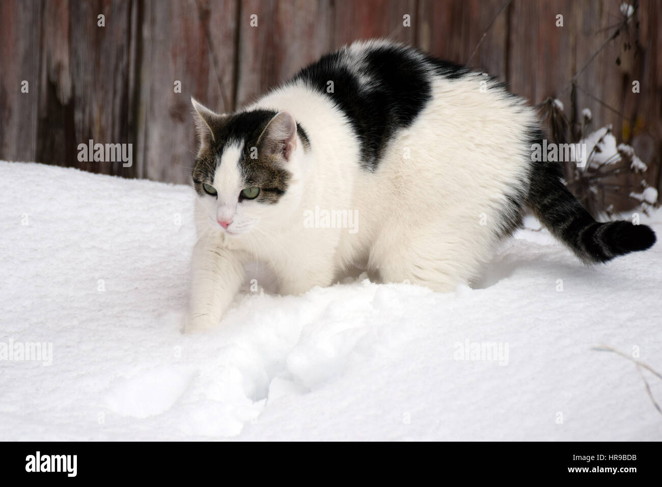 Cat walking in snow Stock Photo Alamy