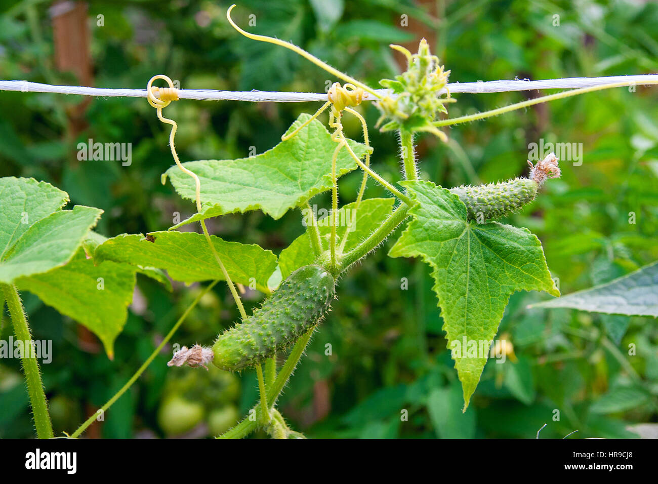 A cucumber in a bush outdoors. How to grow a cucumber plant in a garden