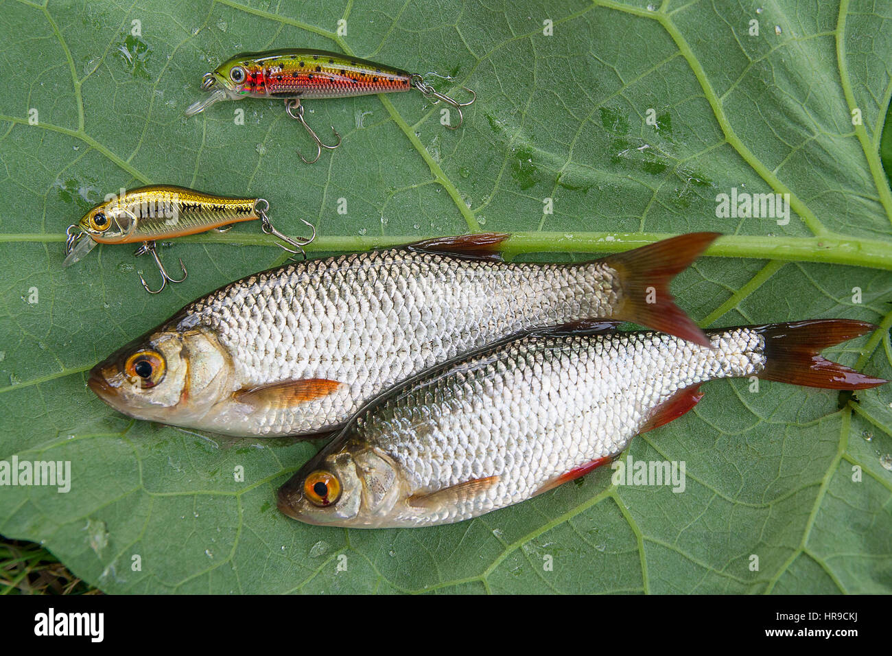 https://c8.alamy.com/comp/HR9CKJ/freshwater-fish-just-taken-from-the-water-common-rudd-fish-and-several-HR9CKJ.jpg