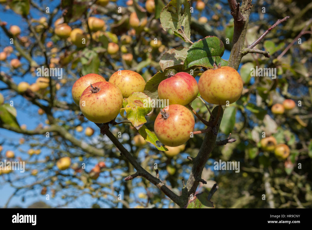 Apples ripe and ready for picking in Autumn Stock Photo Alamy