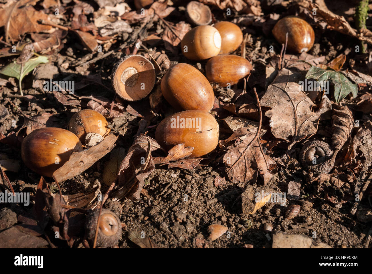 Acorns Autumn Uk Stock Photos & Acorns Autumn Uk Stock Images Alamy