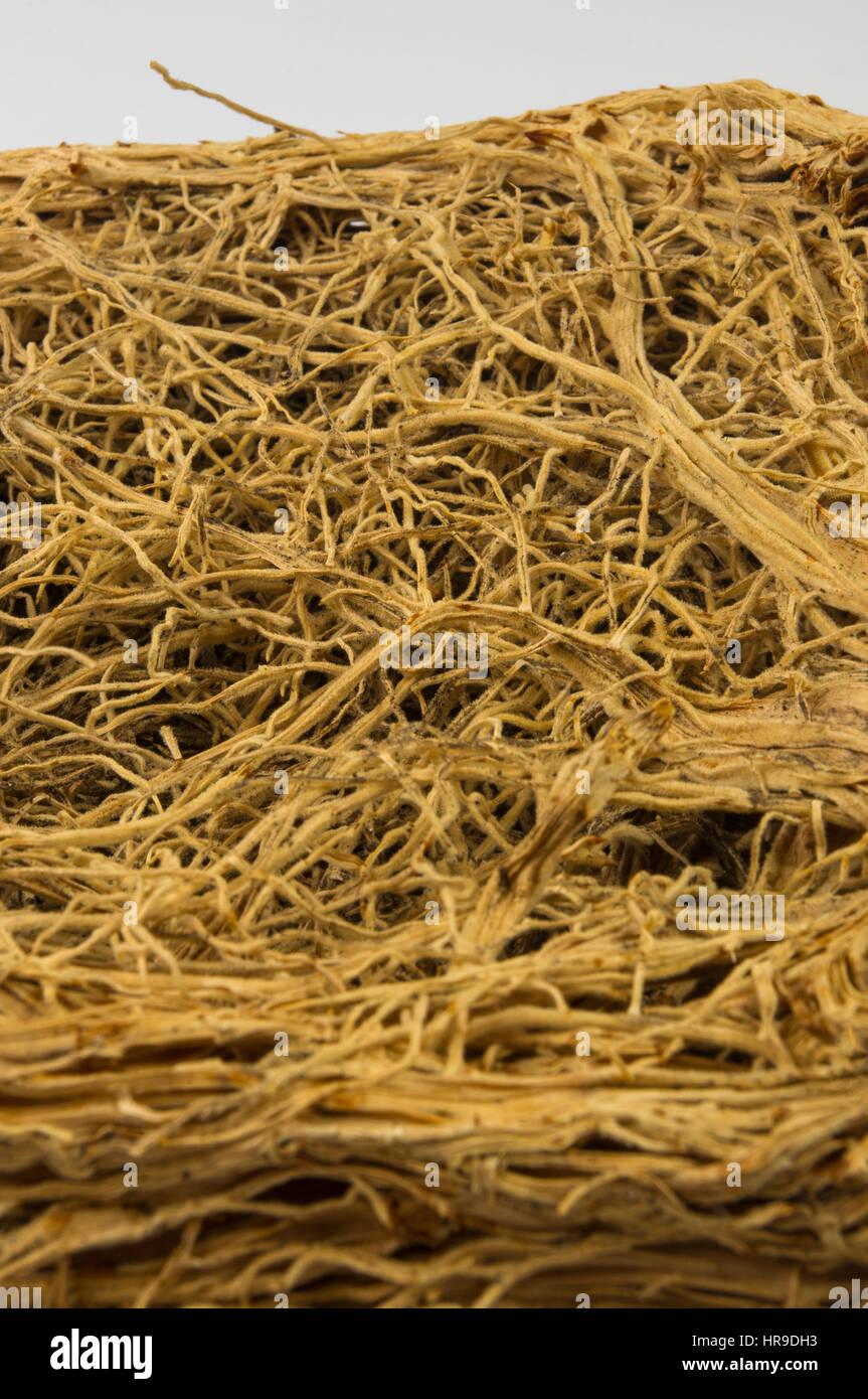 The thick interlacing of roots of plants, close up Stock Photo - Alamy