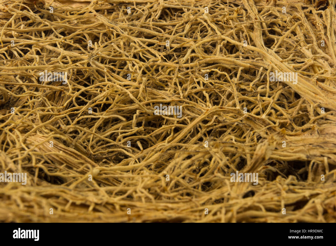 The thick interlacing of roots of plants, close up Stock Photo - Alamy