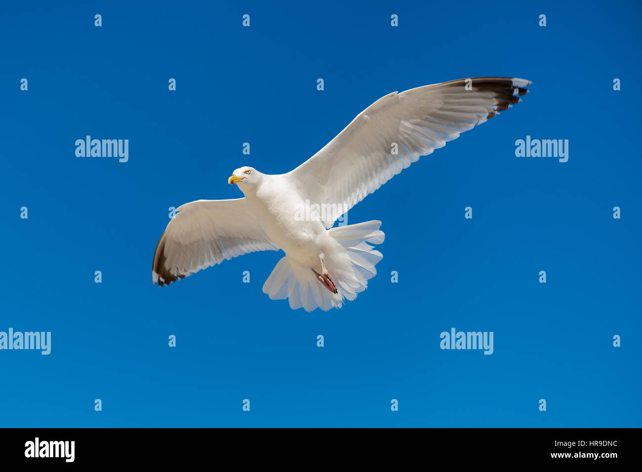 Single seagull flying against background of blue sky. Stock Photo