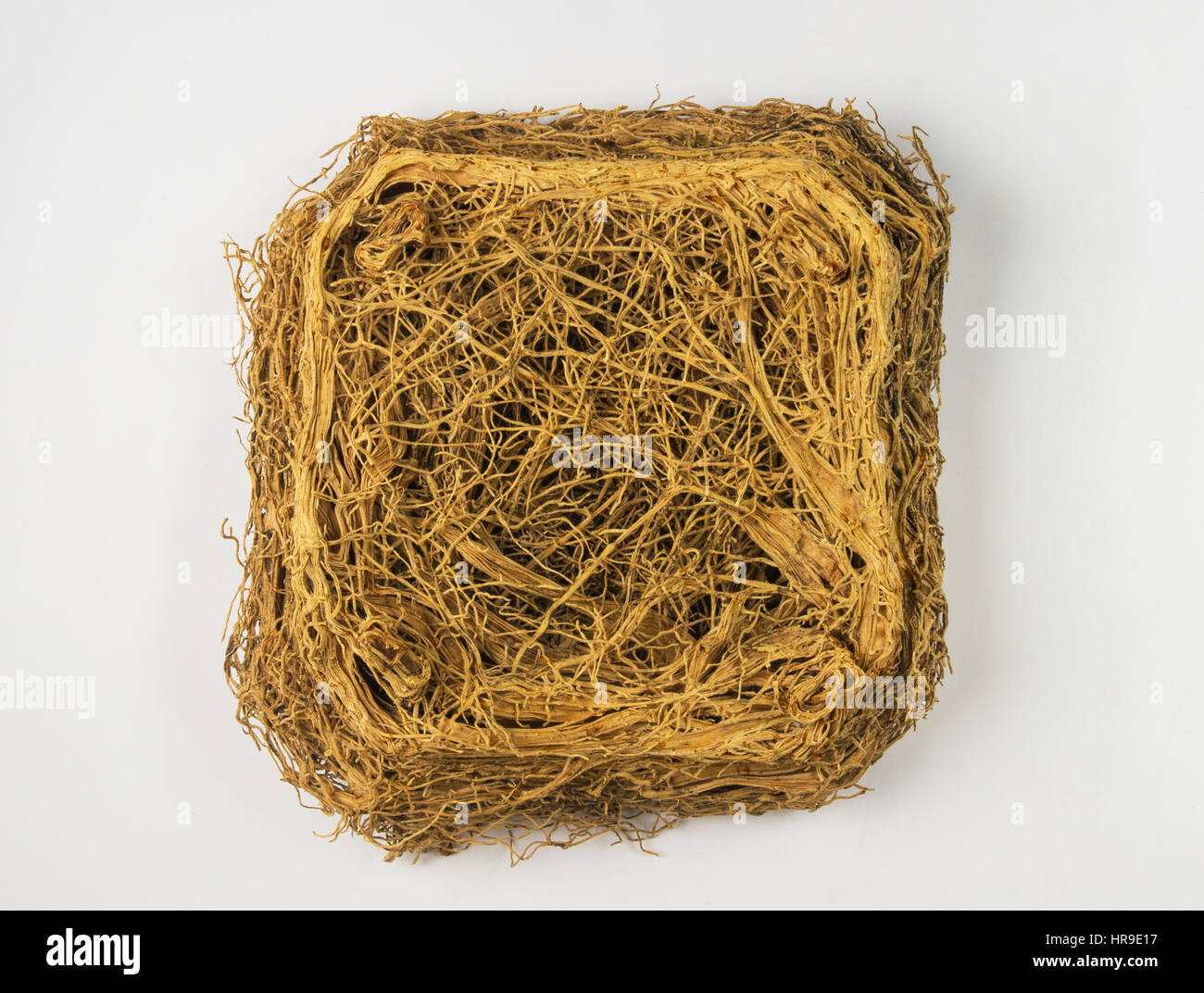 The thick interlacing of roots of plants, close up Stock Photo - Alamy