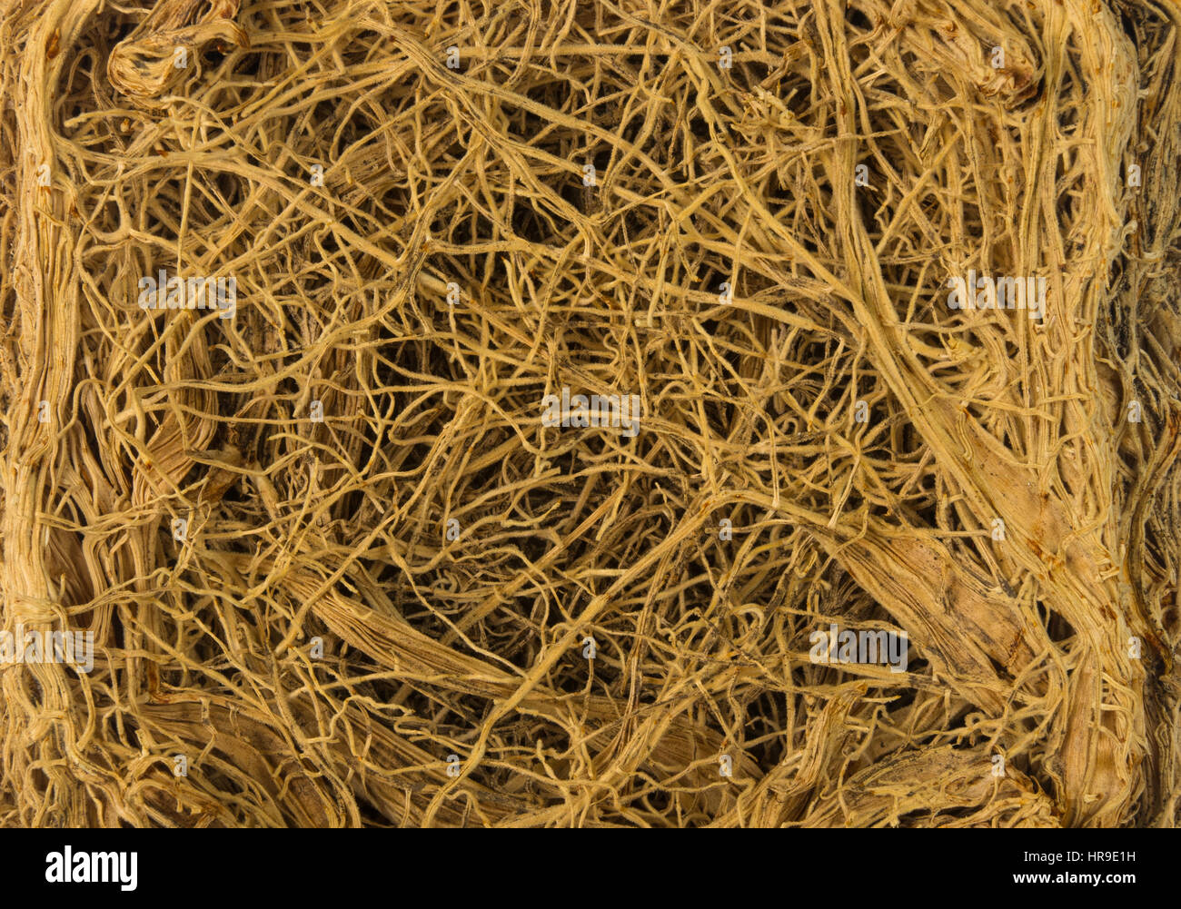The thick interlacing of roots of plants, close up Stock Photo - Alamy