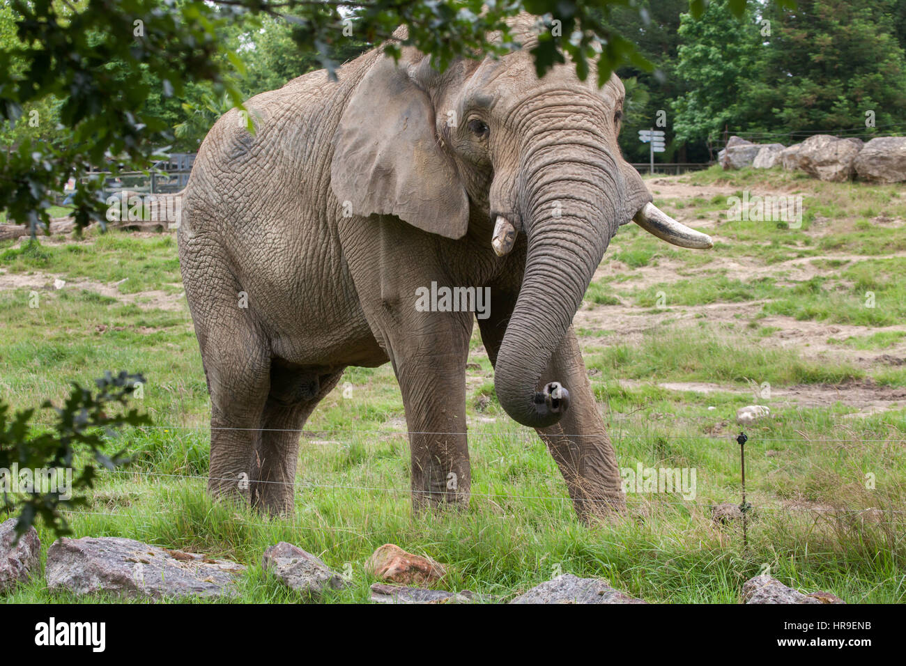African bush elephant (Loxodonta africana) at Beauval Zoo in Saint-Aignan sur Cher, Loir-et-Cher, France. Stock Photo