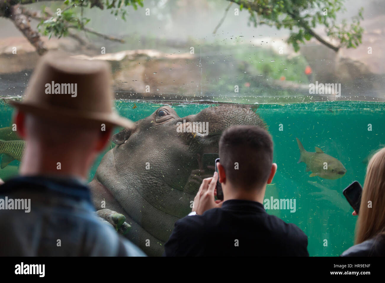 Visitors look as the hippopotamus (Hippopotamus amphibius) swimming at Beauval Zoo in Saint-Aignan sur Cher, Loir-et-Cher, France. Stock Photo