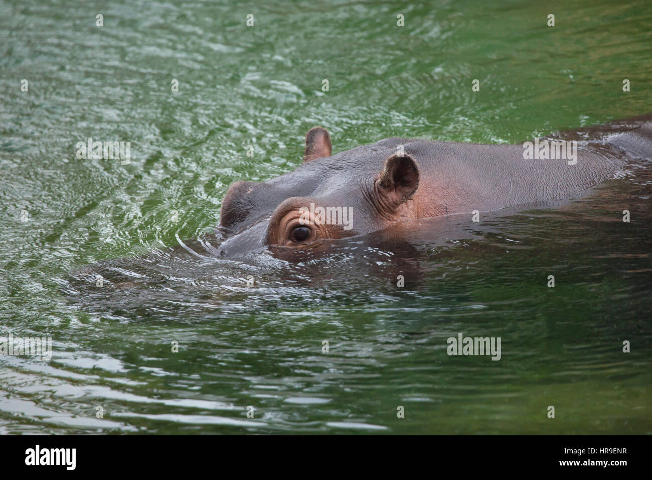 Hippopotamus (Hippopotamus amphibius). Wildlife animal. Stock Photo
