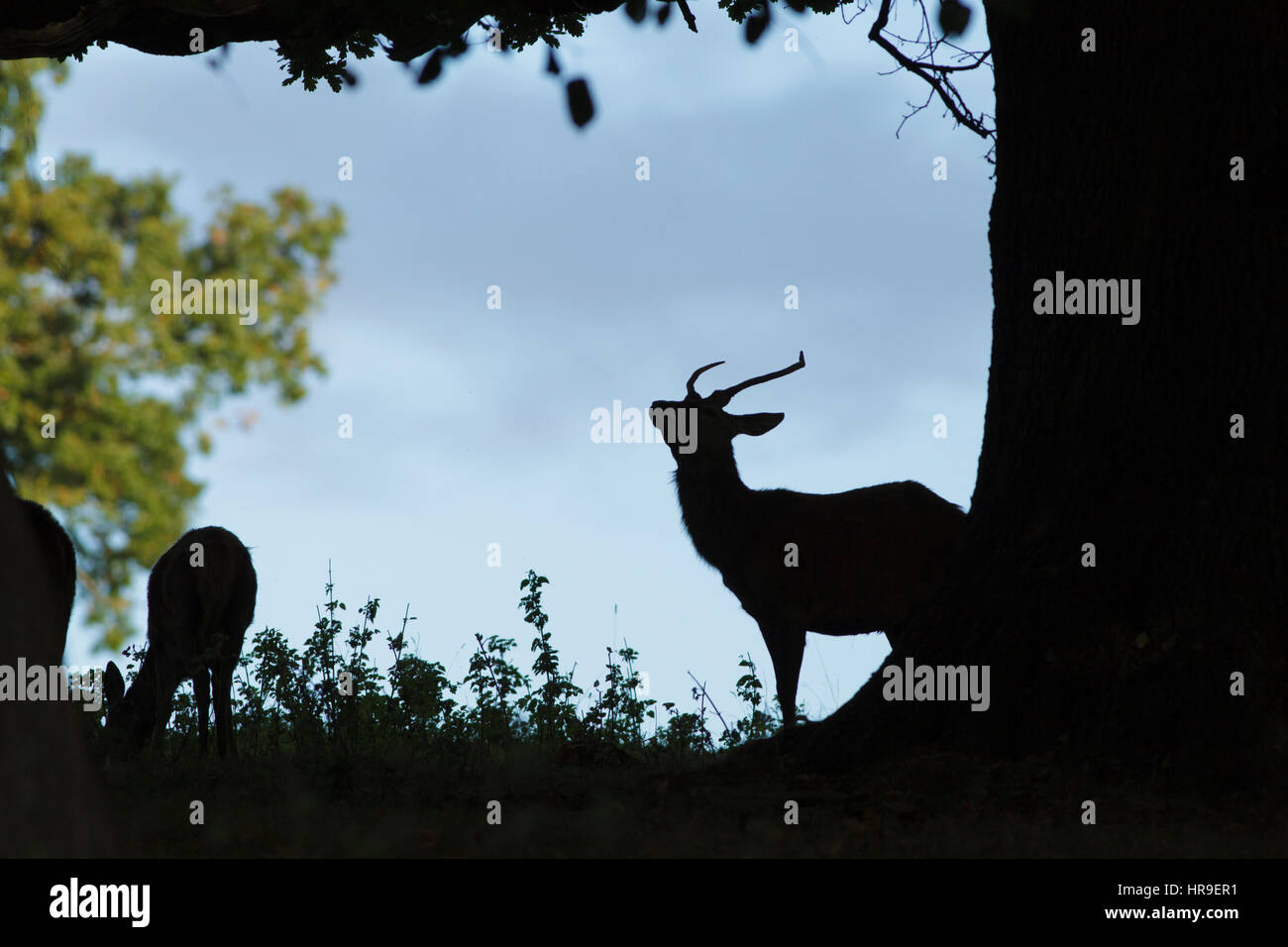 Red Deer (Cervus elaphus) young male, silhouetted under tree, Studley Royal, North Yorkshire, England, October Stock Photo