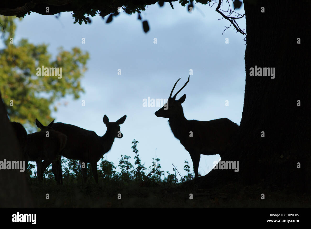 Red Deer (Cervus elaphus) young male and hinds, silhouetted under tree, Studley Royal, North Yorkshire, England, October Stock Photo