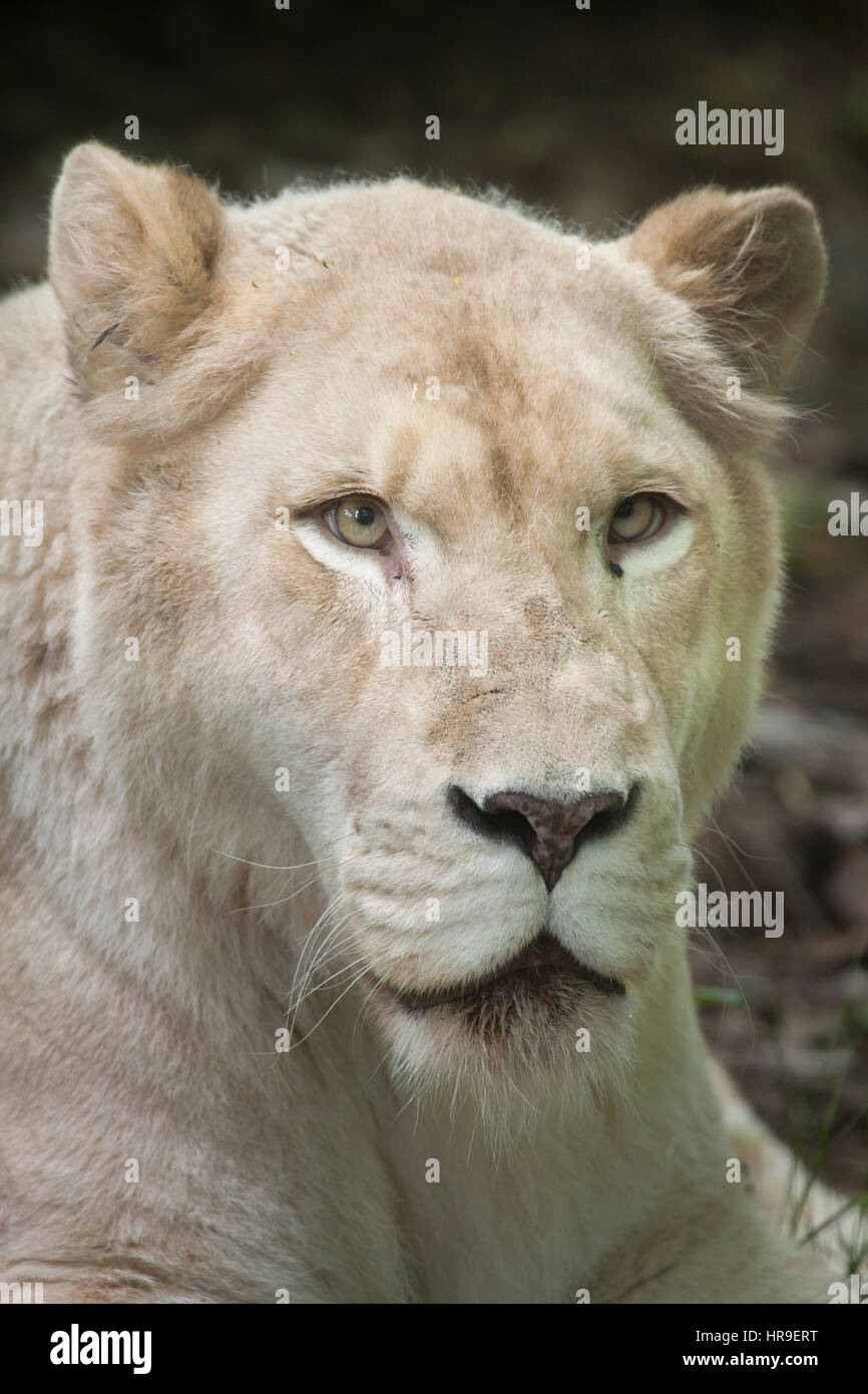 Female white lion (Panthera leo krugeri). White lions are the colour mutation of the Transvaal lion (Panthera leo krugeri), also known as the Kalahari Stock Photo