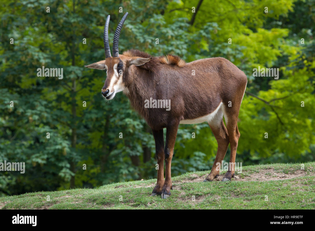 Sable antelope (Hippotragus niger), also known as the black antelope. Stock Photo