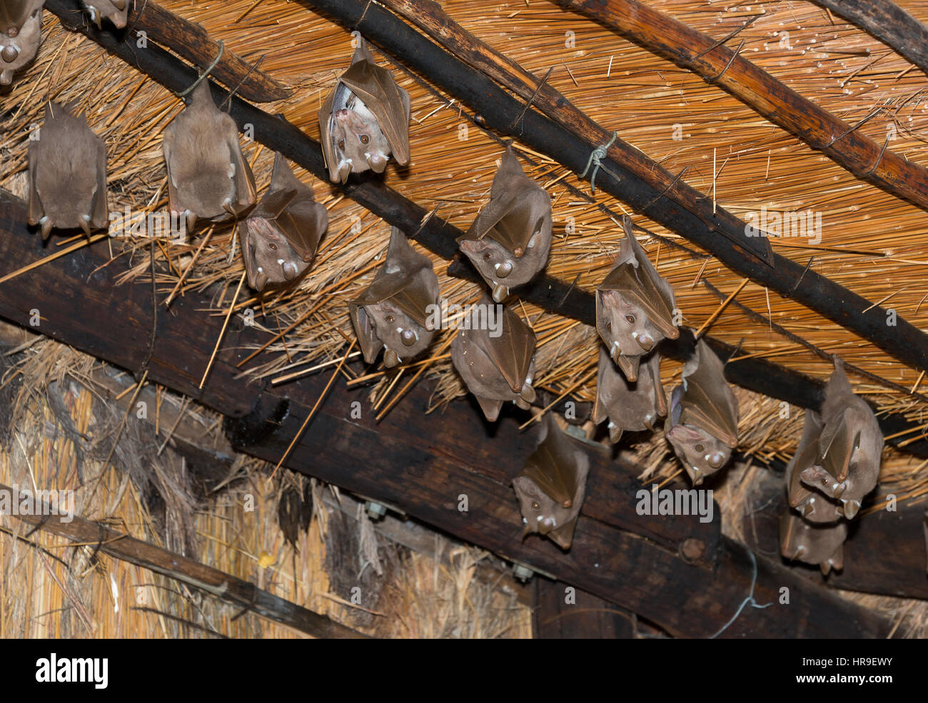 wild bats hangin on the roof in south africa Stock Photo