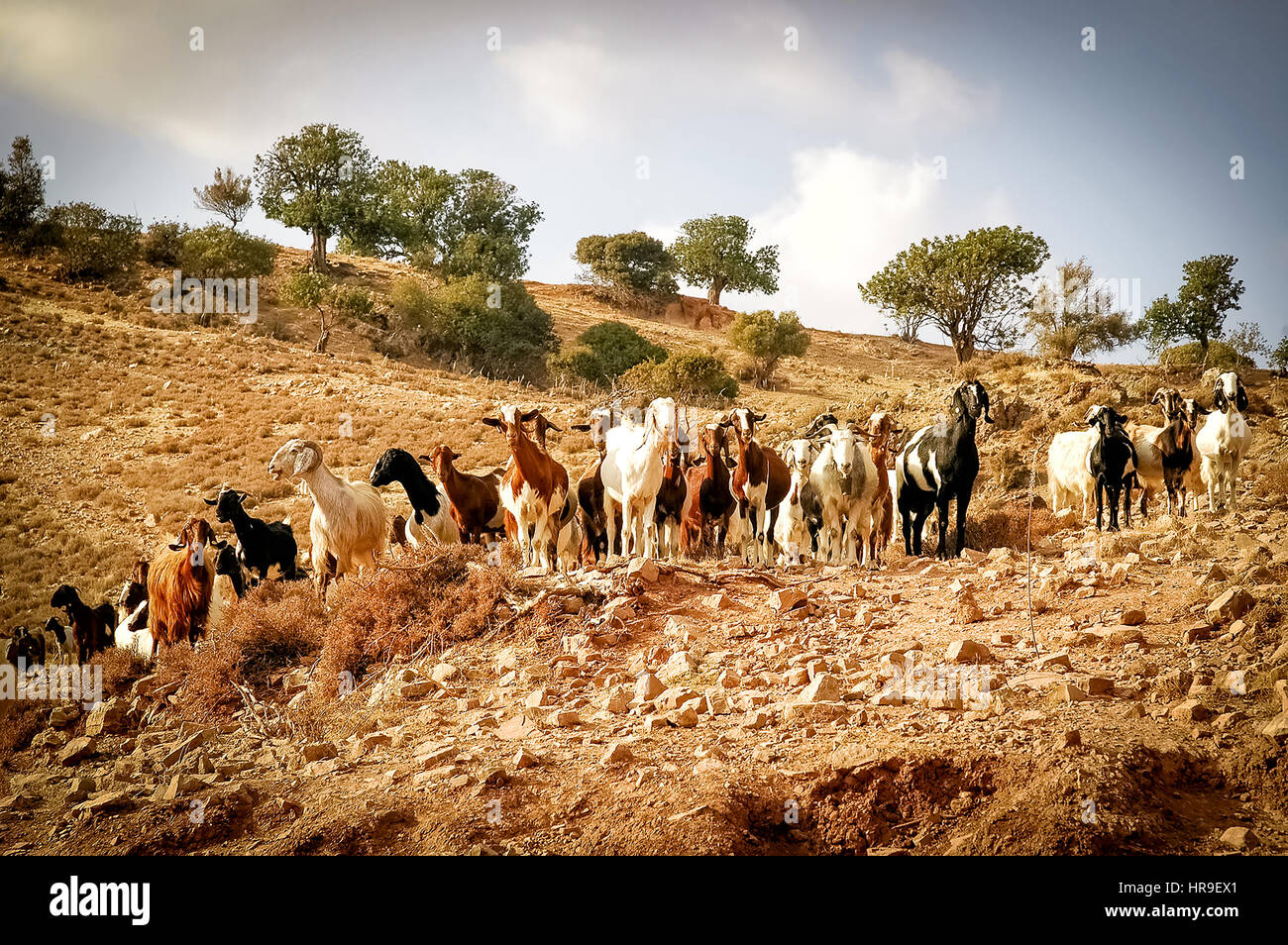 Goats Grazing on the Hill. Cyprus Stock Photo - Alamy