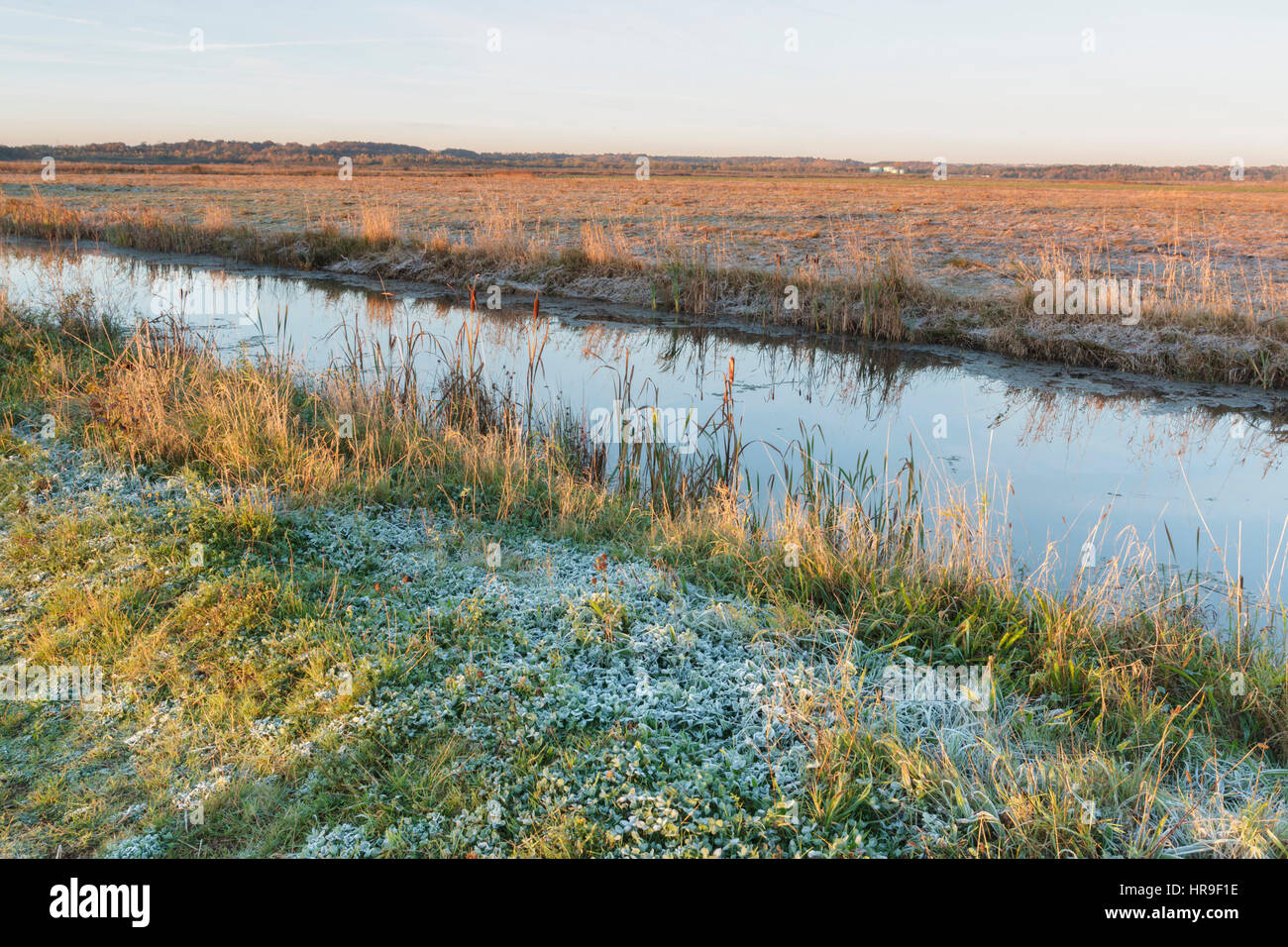 Frosted grass, Common Reed (Phragmites australis) and reflections in pool, at sunrise, on site of former opencast coal mine, St. Aidans RSPB Reserve,  Stock Photo