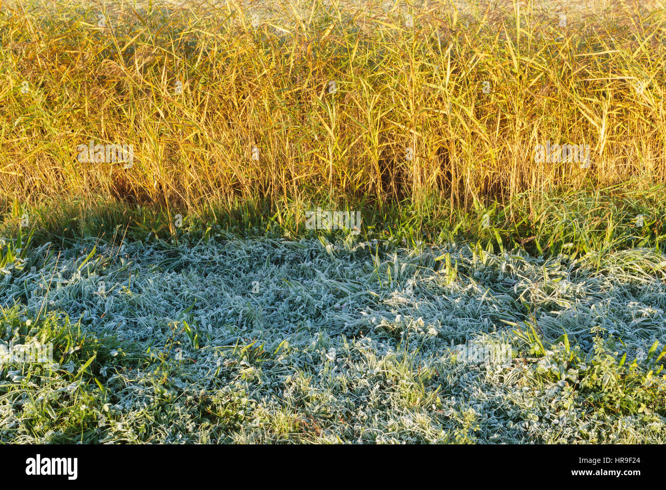 Frosted grass and Common Reed (Phragmites australis) at dawn, on site of former opencast coal mine, St. Aidans RSPB Reserve, West Yorkshire, England,  Stock Photo