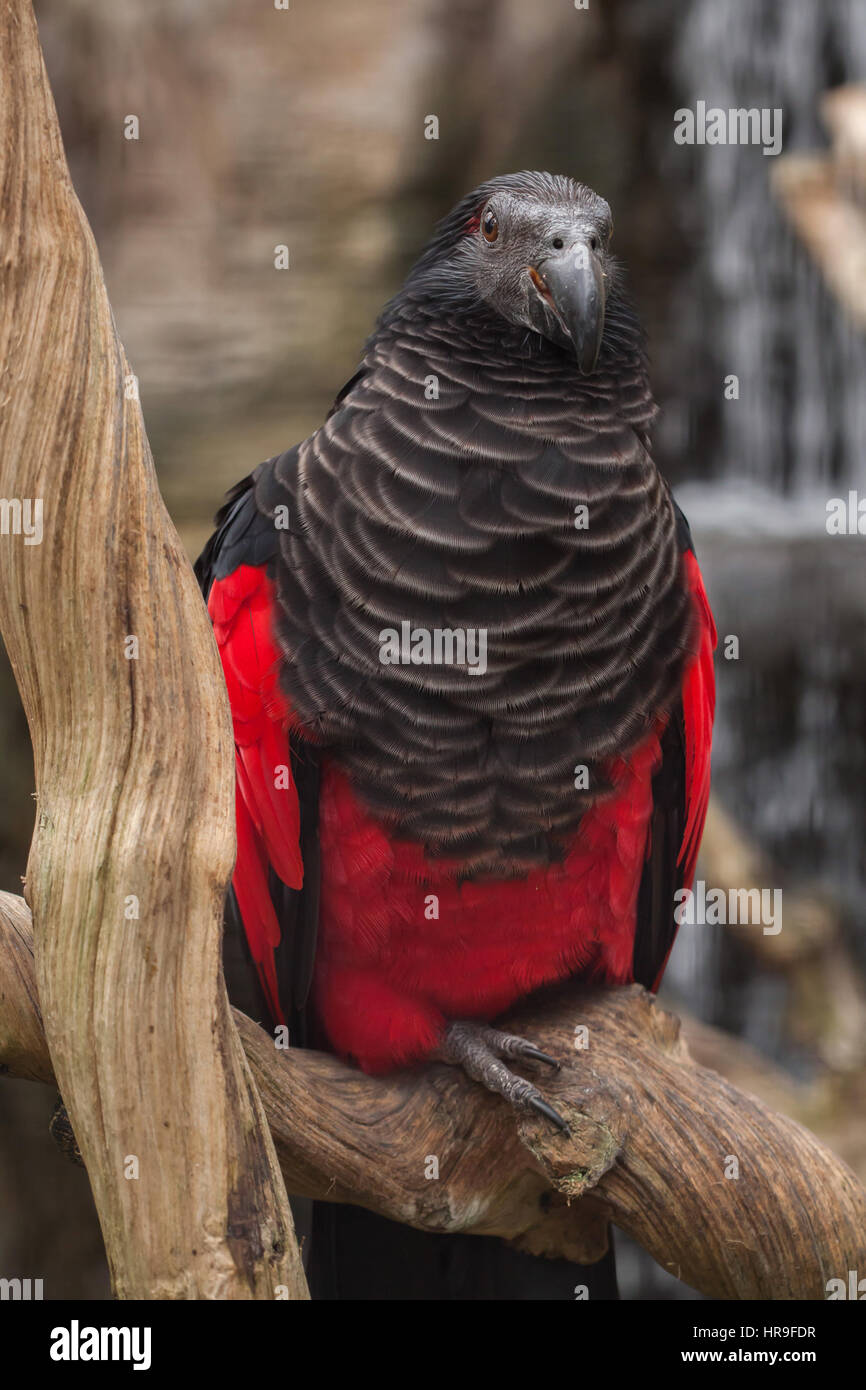 Pesquet's parrot (Psittrichas fulgidus), also known as the vulturine parrot. Stock Photo