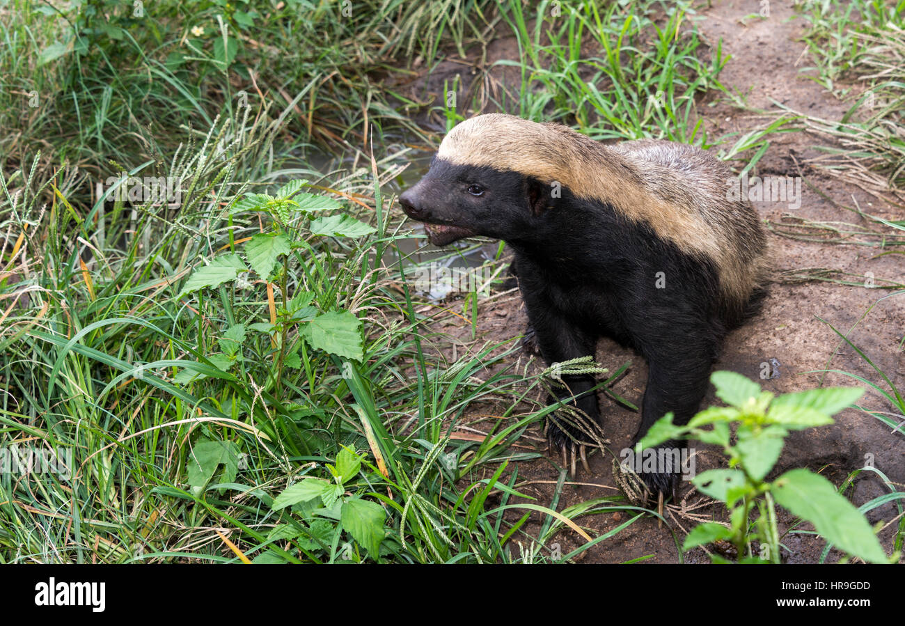 african honey badger or Mellivora capensis in south africa Stock Photo