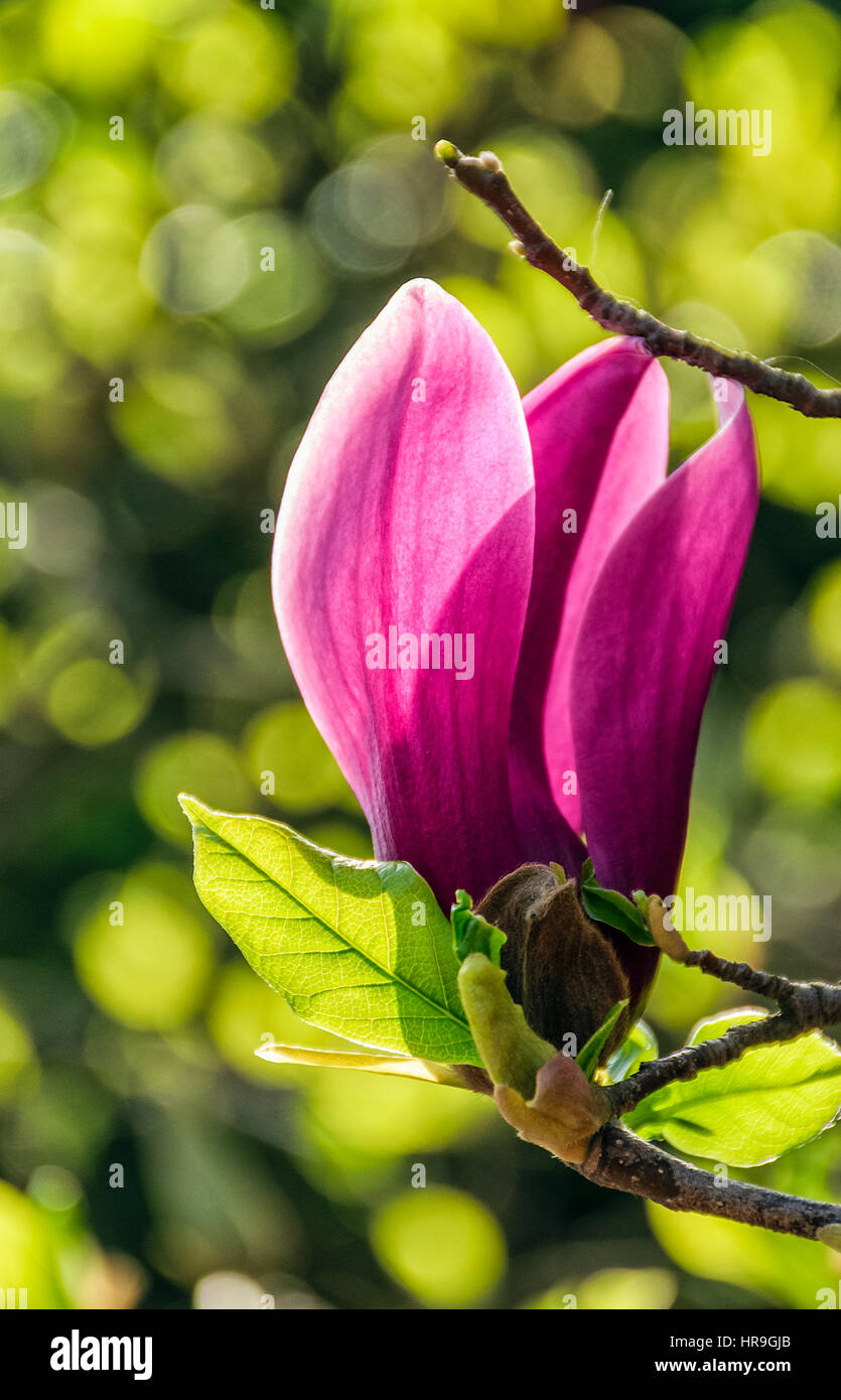 beautiful spring background with Magnolia flowers closeup on a branch on the blurred background of blossoming garden Stock Photo