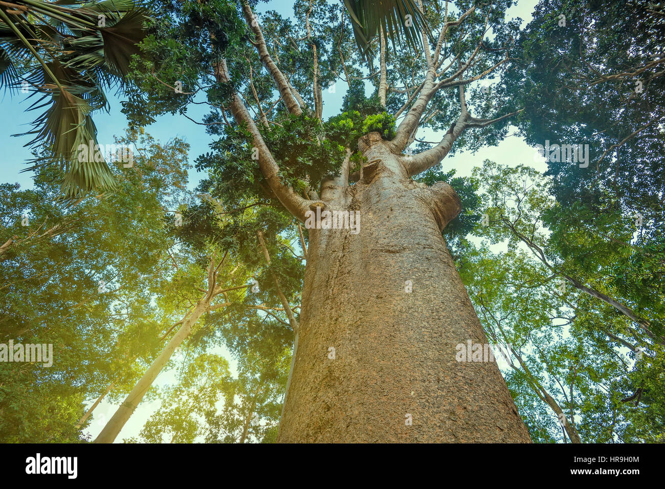 Trunk of kauri tree Agathis Robusta Stock Photo
