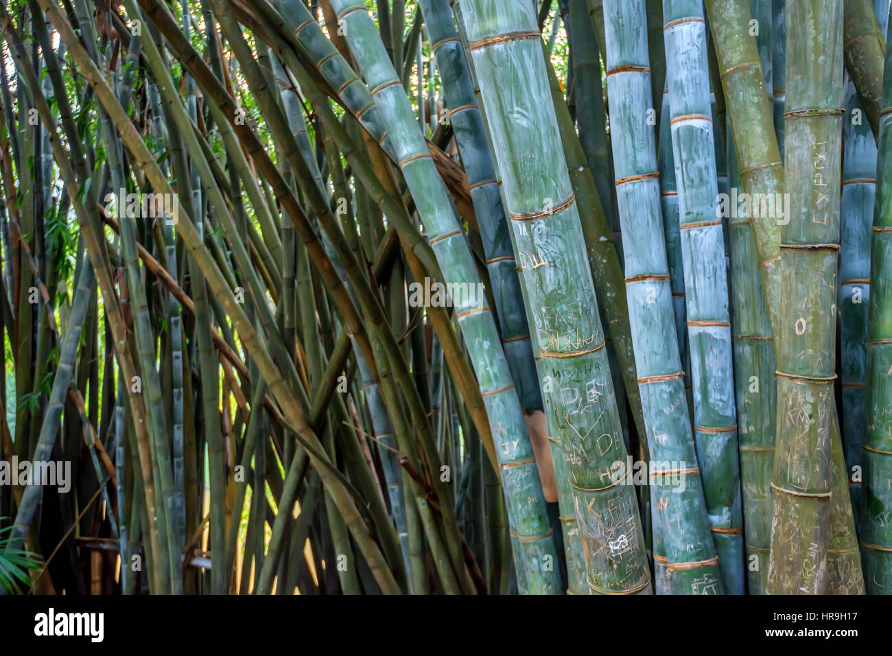 Bamboo with vandal scripts in natural environment Stock Photo Alamy