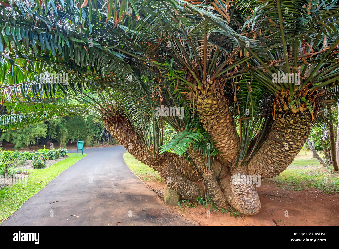 Mombasa cycad tree Stock Photo