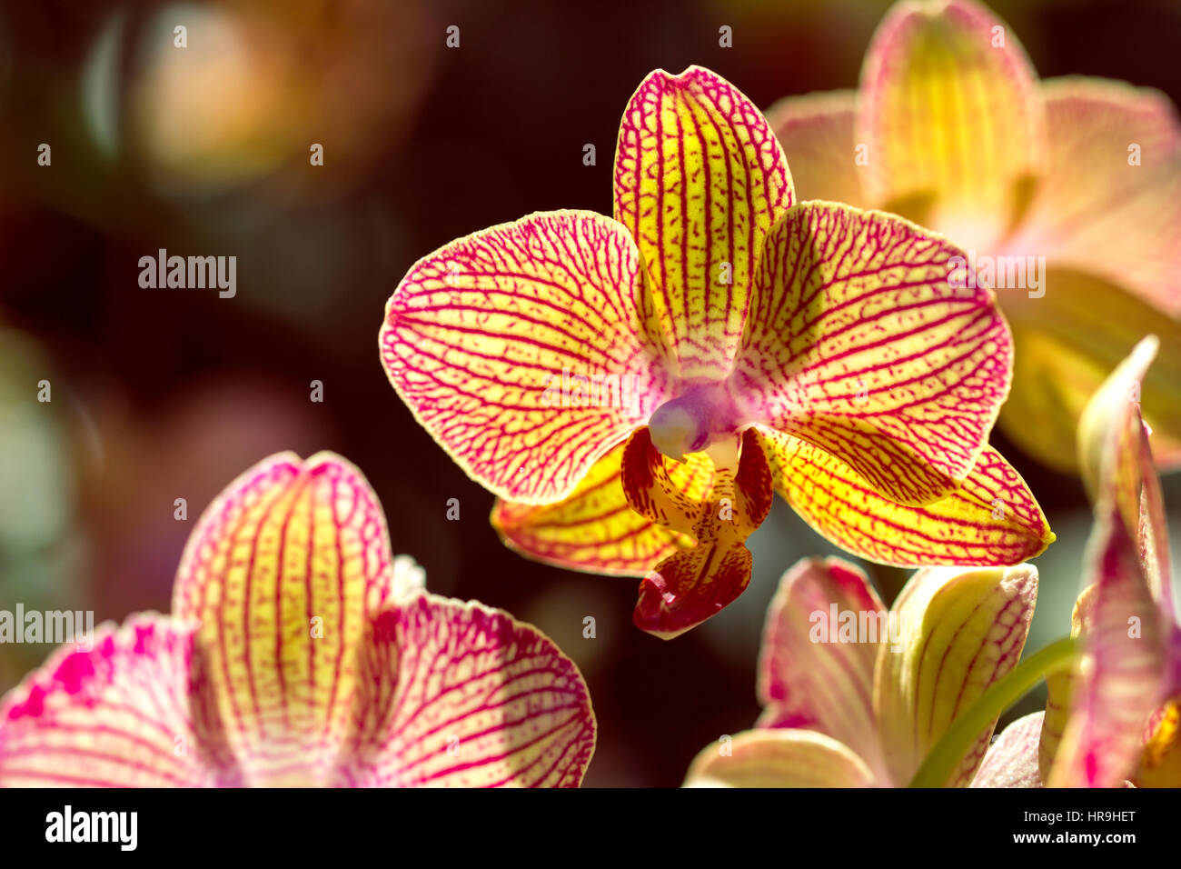 Bunch of yellow-red vanda orchid with copy space Stock Photo