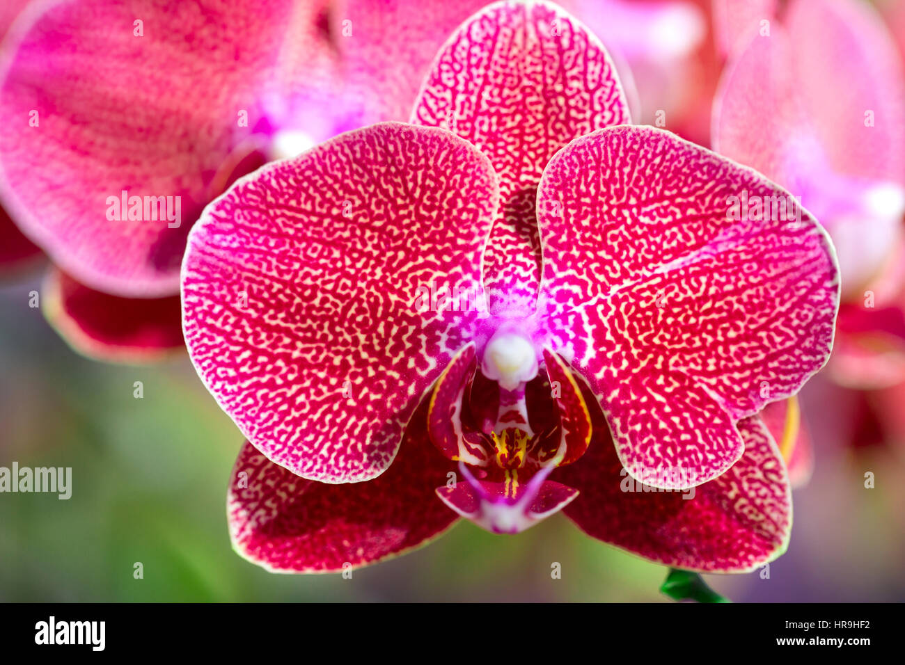 Phalaenopsis vanda orchid Stock Photo