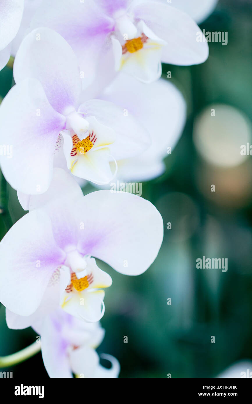 Bunch of white purple vanda orchid in vertical with green background and copy space Stock Photo