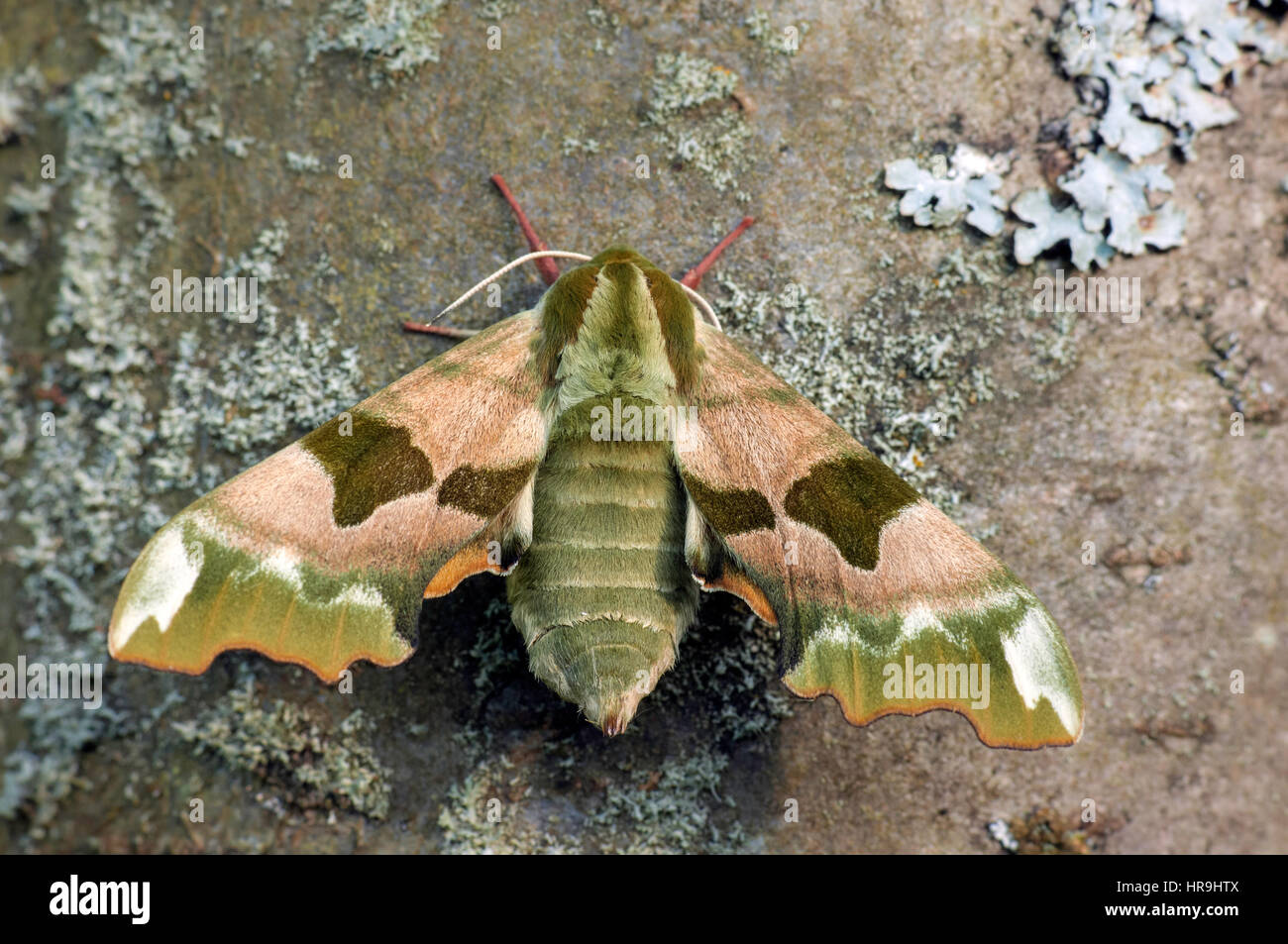 Lime Hawk Moth(Mimas tiliae) resting on a Lichen covered tree. Stock Photo