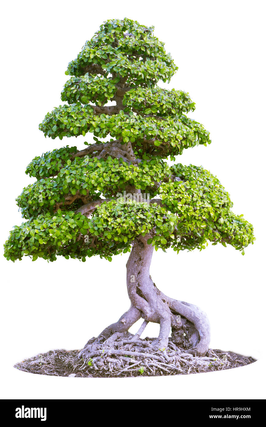 Bonsai tree isolated on white Stock Photo - Alamy